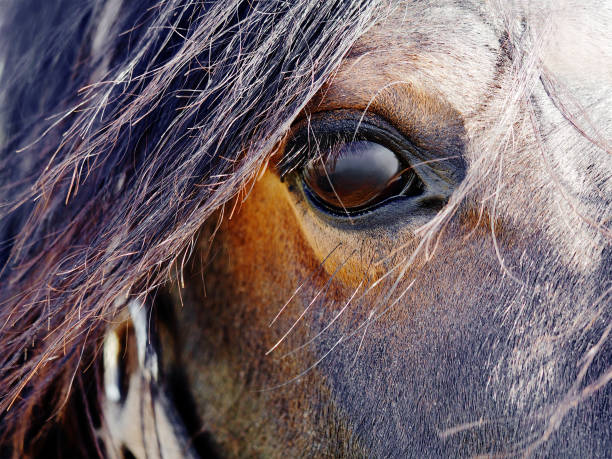 On Attention – A Window Into Your Horse, the Eye