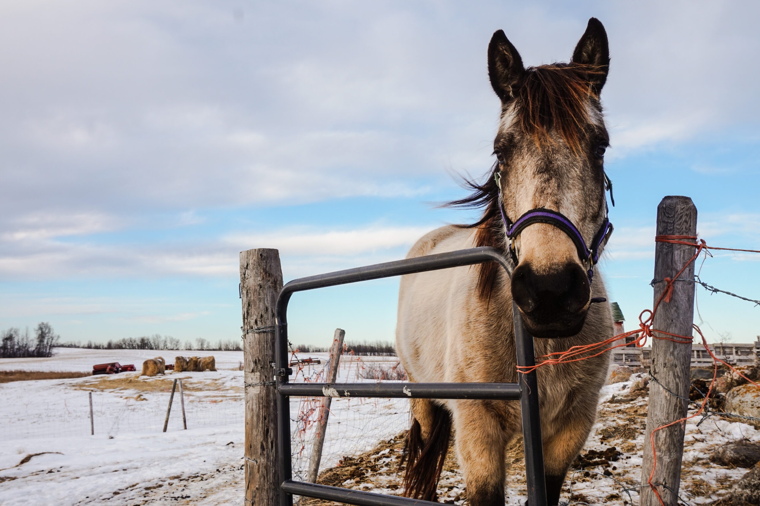 Understand Your Horse’s Eyesight