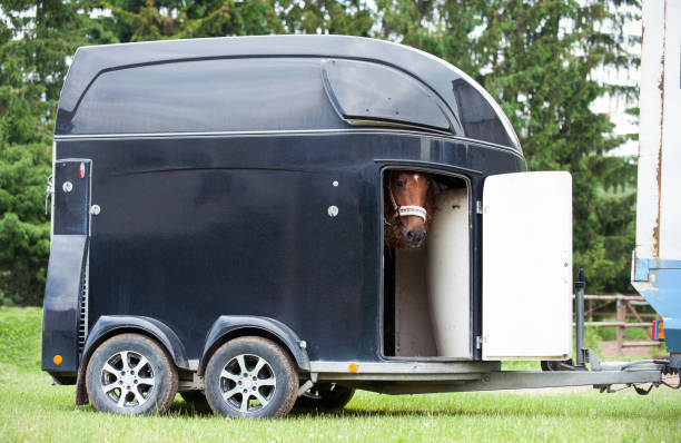 Resolve Your Horse’s Trailering Problems